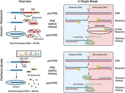 DSB, end resection and telomere healing during nematode PDE. Left (overview): A model of PDE at the chromosomal level, not drawn to scale. Blue, red and green rectangles represent retained, eliminated and telomeric DNA, respectively. Ovals with a blue outline are nuclei and ovals with a red outline are micronuclei. For Ascaris and Parascaris (upper left), DSBs occur within a 3–6-kb CBR (gray box) and remove a total of 55 Mb (Ascaris, 18%) and 2.2 Gb (Parascaris, 90%) of DNA from the genome. Some eliminated regions also contain alternative CBRs. Retained DNA is healed with de novo telomere addition, while eliminated DNA is not. The retained DNA is selectively segregated to the nuclei. In contrast, eliminated DNA is encapsulated in micronuclei where they are further resected and eventually degraded. For O. tipulae (bottom left), DSBs form at the center of a 30-bp SFE motif (boxed consensus sequence; vertical black line marks SFE position) and remove a total of 350 kb (0.6%) of the genome. Some eliminated regions contain alternative SFEs that act as a fail-safe mechanism. After DNA break formation, both retained and eliminated sequences are healed with de novo telomere addition. Right (a single break): A model of PDE at one break site, not drawn to scale. The scissors represent a presumptive nuclease that generates a DSB, and the Pac-man represents exonucleases involved in end resection. Micronuclei are shown as red ovals. New telomeres are represented in green. For Ascaris and Parascaris (upper right), a DSB is generated at a single spot within the CBR and undergoes bidirectional resection, generating a long 3′-overhang. The retained end of the break (left, blue region) is healed with de novo telomere addition, while the eliminated end of the break (right, red region) is encapsulated in a micronucleus and continues to undergo resection. Telomeres are added directly to the site of the retained DNA break. Ascaris uses 1-nt priming where any nucleotide can prime telomere addition. For O. tipulae (bottom right), a DSB is generated within the SFE and undergoes bidirectional end resection, generating a long 3′-overhang. Both retained and eliminated ends are healed with de novo telomere addition. Telomeres are added directly to both sides of the DNA break, likely using the conserved GGC for telomerase priming. Figure created with BioRender.com.