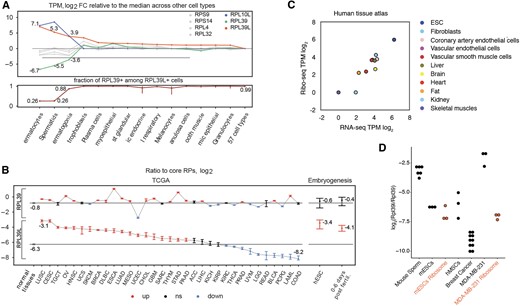 RPL39L expression across cell types. (A) Top: HPA-provided normalized gene expression values (transcript-per-million, TPM) were used to identify the 14 cell types with highest RPL39L expression. The log2 fold change in each of these cell types relative to the median across all other 57 cell types in HPA is shown for RPL39L (orange), RPL39 (green), RPL10L (blue) genes and 4 core RPs (gray). Bottom: the proportion of RPL39L+ cells that also contained RPL39-derived reads in single cells of the types shown in the top panel. (B) Ratio of RPL39 and RPL39L to core RP expression (log2) in bulk RNA-seq samples of primary tumors from TCGA (https://www.cancer.gov/tcga/) (left panel) as well as human pre-implantation embryos and cultured embryonic stem cells (17) (right panel). See https://gdc.cancer.gov/resources-tcga-users/tcga-code-tables/tcga-study-abbreviations for TCGA cancer-type abbreviations. Black horizontal lines show the median values of these ratios in adult normal tissue samples from TCGA. Statistically significant (two-sided Wilcoxon test, Benjamini–Hochberg FDR < 0.05) positive and negative deviations from the medians are shown in orange and blue, respectively. For each category, the 95% confidence interval over all samples (for bulk data from TCGA) or all cells (for single-cell data) is shown. Categories for which the ratios were not significantly different from the median of the normal samples are shown in black. (C) Ribo-seq vs. RNA-seq level expression of RPL39L in samples from the human tissue atlas (extracted from the supplementary material of (63)). (D) Quantification of RPL39L/RPL39 protein ratio in various cellular systems (mouse sperm cells −6 samples, breast cancer cell line MDA-MB-231, bone marrow-derived mesenchymal stem cells (hMSC) and E14 mouse embryonic stem cells (mESC) −3 independent samples, breast cancer tissues −10 samples) using reference peptides. Similar quantification from purified ribosomes of E14 and MDA-MB-231 cells is also shown.