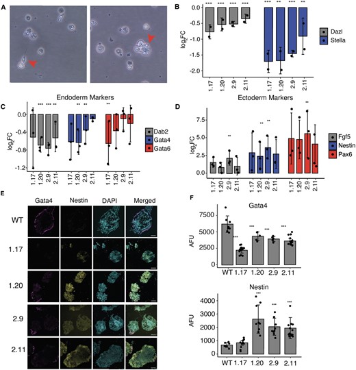 RPL39L KO leads to differentiation defects in E14 mESCs. (A) Representative bright field images showing the spermatogenic differentiation of WT E14 cells. Red arrows indicate spermatocyte-like cells. (B) qRT-PCR assays of DAZL (late) and STELLA (early) sperm cell markers (33) (y-axis, log2 fold-change) in differentiating (4 days in RA-containing medium) populations of KO clones (x-axis) relative to WT. (C) qRT-PCR of extraembryonic endoderm markers (DAB2, GATA4, GATA6) (65) in RPL39L KO lines relative to WT. (D) Similar for FGF5, NESTIN, and PAX6 ectoderm markers (65). (E) Immunofluorescence staining of embryoid bodies subjected to spontaneous differentiation: GATA4 was used as endoderm marker, NESTIN as ectoderm marker and DAPI to delineate the nucleus. (F) Quantification of GATA4 and NESTIN expression in immunofluorescence images. AFU - arbitrary fluorescence units normalized to DAPI. In all panels, *, ** and *** correspond to P-values <0.05, <0.01 and < 0.001, respectively in the two tailed t-test comparing KO lines with WT.