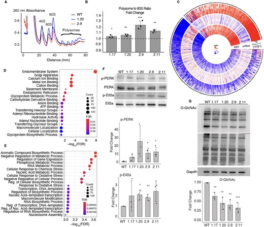 Impact of RPL39L KO on mRNA translation. (A) Example polysome profiles from the WT, 1.20 and 2.9 RPL39L KO E14 cell lines. (B) Ratio of the area under the profile corresponding to polysomes vs. monosomes (80S), in polysome profiles obtained from the KO clones. Fold-changes were calculated relative to the median ratio in the corresponding WT (dashed line at 1, n = 3 for all cell lines). (C) Log2 fold-changes in the translation efficiency (TE), mRNA level and the number of ribosome protected fragments (RPF) for specific genes, in mutant clones relative to WT E14 cells (n = 3 for each clone). Shown are all genes with a significant change in TE in at least one of the RPL39L KO clones. Values are capped at −1 and 1. (D, E) Gene Ontology analysis of mRNAs with reduced (D) and increased (E) TE in RPL39L KO clones. (F) Representative western blots and corresponding quantification (from n = 3 for each clone) of UPR markers PERK (phospho-Thr980) and EIF2A (phospho-Ser51). Intensities of phosphorylated proteins were normalized by the respective unphosphorylated forms and are relative to WT, for which the relative phosphorylation level was set to 1. (G) Representative western blot and corresponding quantification (from n = 3 for each clone) showing lower global O-GlcNAc modification of proteins in RPL39L KO lines when compared to the WT. Values are relative to GAPDH (loading control) and WT (level set to 1). In all panels, *, ** and *** correspond to P-values <0.05, <0.01 and < 0.001, respectively in the two tailed t-test comparing KO lines with WT.