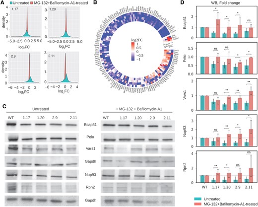 RPL39L KO clones exhibit enhanced degradation of specific classes of proteins. (A) Distribution of log2 fold changes in protein levels between untreated (blue) or MG-132 + Bafilomycin-A1-treated RPL39L KO and WT cells. Each panel corresponds to one KO clone. Three biological replicates for each condition were used to calculate average protein abundance levels and respective fold-changes relative to WT. (B) Heatmap of protein-level Δlog2 fold changes in KO cells relative to WT between untreated and treated cells. Included are all proteins with a significant downregulation in at least one of the untreated KO clones. (C) Representative western blot results showing the expression of a subset of proteins from (B) in untreated (left) and MG-132 + Bafilomycin-A1-treated cells (right). (D) Quantification of western blots as shown in (B), from three replicates for each protein and each condition.