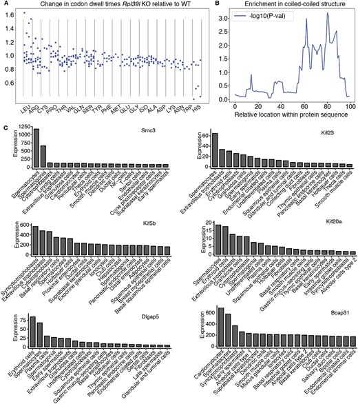 Altered codon dwell times in RPL39l KO relative to WT clones. (A) Change in codon dwell time in the RPL39L KO clones relative to WT, conditioned on the presence of leucine at position +31 in the NPET. For each amino acid the 4 columns correspond to the 4 independent clones, shown always in the same order: 1_17, 1_20, 2_9 and 2_11. (B) Location-dependent P-values in the Mann–Whitney U test comparing the fractions of amino acids in coiled-coil structures within 100 length bins in presumed Rpl39l (39) targets and non-target proteins (4720). (C) Expression level (TPM) of mRNAs encoding proteins with coiled-coil domains that are destabilized in the RPL39L KO clones. Shown are values obtained by scRNA-seq of various cell types in the Human Protein Atlas. The gene names are indicated at the top of each panel and the cell types are labeled on the x-axis.