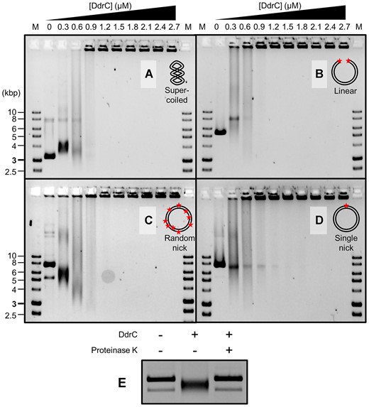 Gel motility shifting of dsDNA upon DdrC binding. 2 nM of (A) supercoiled, (B) linear, (C) randomly nicked and (D) single-nicked ΦX174 dsDNA plasmids incubated with DdrC at varying concentrations. (E) Addition of Proteinase K to a pre-formed DdrC-DNA complex with randomly nicked ΦX174.