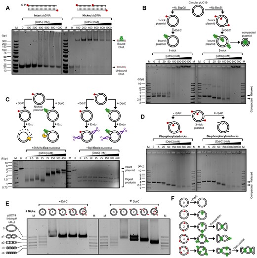 Characterization of the interactions between DdrC and single-strand breaks. (A) DdrC-induced motility shift of a 22 bp dsDNA fragment at 100 nM with an internal nick that is either present or absent. (B) DdrC-induced motility shift of pUC19 plasmid at 2 nM that has been pretreated with either Nt. BspQI or Nb.BssSI nicking endonucleases. (C) SNM1a exonuclease or BglI endonuclease digestion of nicked pUC19-DdrC complexes at varying DdrC concentrations. (D) DdrC-induced motility shift of nicked pUC19 that has been dephosphorylated with rSAP. (E) Motility shift of variably-nicked pUC19 plasmid following incubation with 75 nM of DdrC. Terminal 5′ phosphates at single-strand break sites are depicted with red circles. Relative positions of nicks on plasmid schematics are to scale. (F) Proposed interpretation of plasmid compaction assay.