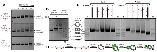 Characterization of the interactions between DdrC and double-strand breaks. (A) DdrC-induced motility shift of pUC19 plasmid at 2 nM that has been pre-treated with three different endonucleases: SmaI, NdeI and SalI. (B) Motility shift of blunt-end linear pUC19 compared to unbound, circular pUC19 (C) Motility shift of blunt-end linear pUC19 plasmids following incubation with 75 nM of DdrC. Linearized pUC19 plasmids were relaxed with nicking endonucleases to harbor a specific number of nicks. Nick sites are represented with red triangles and their relative positions on the linear plasmid schematics are to scale. (D) Proposed model of linear plasmid circularization and compaction by DdrC.