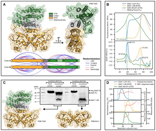 Structural characterization of DdrC domains. (A) Crystal structure of the full-length DdrC homodimer colored according to predicted domain boundaries. Residues with missing electron density were modeled using Rosetta remodel and are represented with a dashed backbone. All inter- and intra-molecular sidechain interactions within the dimer are represented on the 1D domain map. (B) Differential scanning fluorimetry profiles of 3 truncated DdrC variants. The Tm value corresponding to each dF/dT peak is indicated with an arrow. (C) Crystal structure of a proteolytically-degraded sample of DdrC. The integrity of the protein in the source crystallization drop was verified by SDS-PAGE pre- and post- crystallization and was compared to the integrity of the protein in the FL DdrC crystallization condition. The expected positions of possible DdrC species are indicated with arrows. (D) SEC-MALS analysis of the oligomeric state of three truncated DdrC variants.