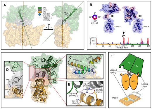 Analysis of structural asymmetry in the DdrC homodimer. (A) DdrC homodimer structure with highlighted midpoint positions between pairs of opposing homodimer atoms. Symmetry axes were fit by Principal Component Analysis (PCA) of midpoint positions for each domain. (B) Torsion angle differences (ΔΦ + ΔΨ) between both chains of the DdrC homodimer. The residues that most contribute to global asymmetry are indicated (★). (C) Loaded and relaxed conformations of the α6 helix from chains A and B, respectively. (D) Holding clasp residues in the disengaged and (E) engaged states. (F) Static forces in the DdrC homodimer counteract each other in a loaded mousetrap mechanism.