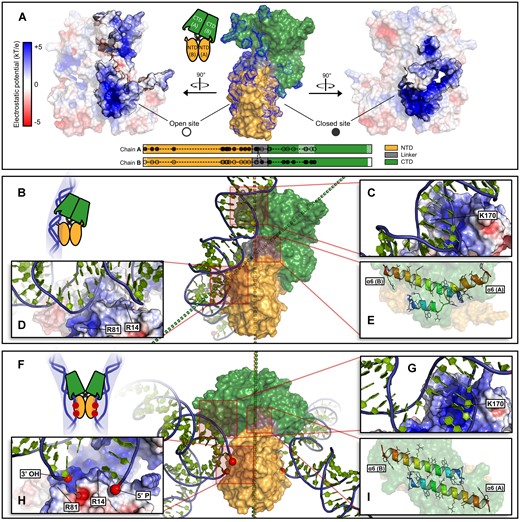 Prediction of DdrC-DNA complex formation. (A) Surface representation of the DdrC homodimer colored by domains (center) and by electrostatic surface potential (left and right). Two large surface patches of positive electrostatic potential are highlighted (°,•). The positively-charged residues corresponding to each patch are indicated on a DdrC domain map (bottom). (B) Computational model of DdrC bound to a DNA duplex with no internal lesions. Axes of symmetry are shown corresponding to the NTD (yellow) and the CTD (green). (C) Electrostatic surface of contacting residues in the CTD and (D) the NTD. (E) Conformation of the α6 helices in the DdrC-DNA complex. (F) Computational model of DdrC bound to two DNA duplexes with one single-strand break each. (G) Contacting residues in the CTD and (H) the NTD. (I) Conformation of the α6 helices in the dual-nick complex.