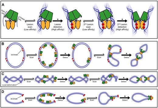 Proposed mechanism of DNA lesion detection and DNA topology modulation by DdrC. (A) Mechanism of dual nick detection. (B) Mechanism of ss-break-mediated DNA compaction. (C) Proposed binding mode of DdrC to supercoiled DNA. (D) Mechanism of ds-break-mediated DNA circularization. High-affinity binding events requiring a conformational change in DdrC are labeled (★).