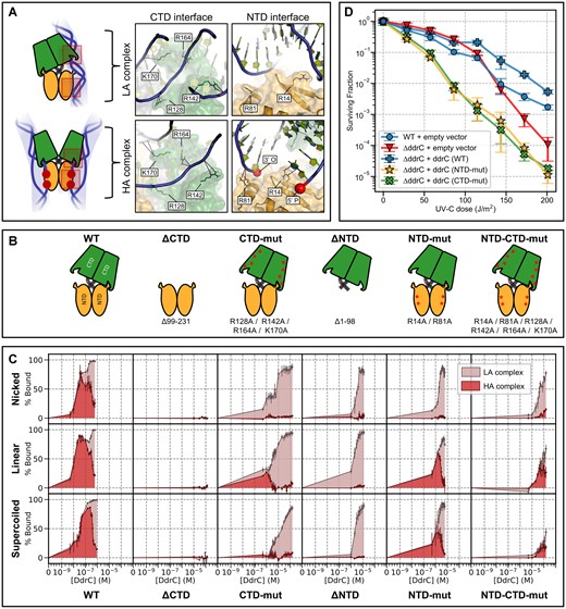 Targeted disruption of DdrC-DNA interactions. (A) Predicted protein–DNA interface of the HA and LA complexes at the NTD and CTD domains. Residues that were targeted for mutagenesis are highlighted and labeled. (B) Summary of DdrC variants harboring disruptive amino acid substitutions and deletions. (C) DNA binding activity of each DdrC variant measured against pUC19 plasmid in 3 different topological states: nicked, linear and supercoiled. For each DdrC/plasmid combination, 2 nM of plasmid was incubated with varying concentrations of DdrC. The relative fractions of DNA were measured as bound in either the HA, LA or unbound states. The total percentage of bound DNA is plotted here as the sum of HA and LA fractions. (D) Survival of different D.radiodurans R1 strains in response to varying UV-C doses. The surviving fraction was measured in triplicate as CFU counts relative to unirradiated bacteria. All D.radiodurans strains harbor a ΔuvsE genetic background as well as a Deinococcus expression plasmid with the corresponding ddrC ORF under constitutive expression from the PDR_1261 promoter.