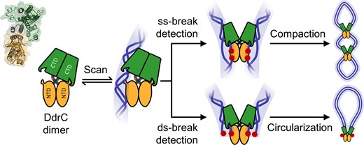 Graphical Abstract