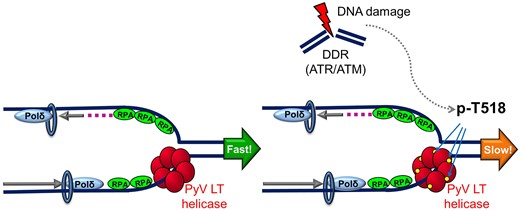 細胞のDNA損傷応答経路が、いくつかの病気を引き起こすウイルスに対して有用である可能性(Study: UB researchers find that cellular DNA damage response pathways might be useful against some disease-causing viruses) 細胞のDNA損傷応答経路が、いくつかの病気を引き起こすウイルスに対して有用である可能性(Study: UB researchers find that cellular DNA damage response pathways might be useful against some disease-causing viruses)