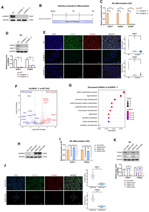 ALKBH5 depletion impairs DE differentiation from hESCs. (A) Detection on the expression levels of ALKBH5 proteins in WT and ALKBH5−/− hESCs by western blot analysis. The images are representative of three independent replicates. GAPDH serves as a loading control. (B) Overview of the Activin A-mediated, chemically defined DE differentiation strategy for hESCs. hESCs maintained in mTesR1 medium under monolayer conditions (D0) were fed by RPMI1640/B27 medium supplemented with Activin A (100 ng/ml) for 3 days. At the endpoint of this differentiation (D3), the samples were collected for further identification. PS specification occurs from 24 to 48 h according to previous studies (50). See ‘Material and Methods’ sections for more details. (C) qRT-PCR analysis on the mRNA levels of DE-specific markers in WT and ALKBH5−/− cells (D3) under DE induction. Data are mean ± SD (standard deviation), two-sided, unpaired t test; n = 3 independent experiments. ****P < 0.0001. WT cells serve as controls. (D) Western blot analysis on the protein levels of SOX17 and FOXA2 in WT and ALKBH5−/− cells at day 3 of DE differentiation (upper panel). The images are representative of three independent replicates. GAPDH serves as a loading control. The histogram at the bottom panel shows the quantitative analysis on western blots of SOX17 and FOXA2, based on the relative gray value normalized to GAPDH. Data are mean ± SD (standard deviation), two-sided, unpaired t test; n = 3 independent experiments. ****P < 0.0001. (E) Immunostaining for the DE-specific markers SOX17 and FOXA2 in ALKBH5 depleted cells at day 3 of DE differentiation. Wild-type H9 (WT) derivates serve as controls. The images are representative of three independent replicates. Scale bar, 100 μm. The violin plots on the right panel show the quantitative analysis on fluorescence intensity of the indicated proteins within random nuclei. n = 20 nuclei, from three biologically triplicated experiments. Two-sided Wilcoxon test adjusted for multiple comparisons. ****P < 0.0001. (F) Volcano plot of transcriptome analyses between WT and ALKBH5−/−-1 samples collected at day 3 of DE formation. WT cells serve as controls. Every single point represents a transcript. ‘P= 0.01’ and ‘fold change = 4’ are used as threshold. Red, increased transcripts (P < 0.01, fold change > 4); blue, decreased transcripts (P < 0.01, fold change < 0.25). (G) GO analysis of transcripts with at 4-fold decrease in ALKBH5−/−-1 cells (D3) versus WT cells (D3) under DE differentiation. (H) Western blot analysis on ALKBH5 protein levels of ALKBH5- and dALKBH5-restored A5KO cells after 3-day DE induction. A5, ALKBH5; dA5, inactive ALKBH5 (dALKBH5). WT + GFP and A5KO + GFP serve as vector controls. The images are representative of three independent replicates. GAPDH serves as a loading control. (I) Transcriptional analysis on the mRNA abundance of DE-specific markers SOX17 and FOXA2 by qRT-PCR among the indicated groups (D3) in the rescue experiments under DE induction. WT + GFP and A5KO + GFP serve as vector controls. Data are mean ± SD, two-sided, unpaired t test; n = 3 independent experiments. ****P < 0.0001. (J) Immunostaining analysis on the protein levels of SOX17 and FOXA2 in ALKBH5- and dALKBH5-restored A5KO cells after 3-day DE differentiation. The images are representative of three independent replicates. Scale bar, 20 μm. The quantitative analysis (the right panel) is based on the fluorescence intensity of the indicated proteins within random nuclei. n = 20 nuclei, from at least three biologically triplicated experiments. Two-sided Wilcoxon test adjusted for multiple comparisons. ****P < 0.0001. (K) The protein expression levels of SOX17 and FOXA2 in A5KO cells upon ALKBH5 and dALKBH5 restoration after 3-day DE induction. The images are representative of three independent replicates. WT + GFP and A5KO + GFP serve as vector controls. GAPDH serves as a loading control. The histogram at the bottom panel shows the quantitative analysis on western blots of SOX17 and FOXA2, based on the relative gray value normalized to GAPDH. Data are mean ± SD (standard deviation), two-sided, unpaired t test; n = 3 independent experiments. ****P < 0.0001.