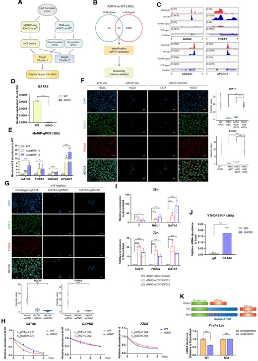ALKBH5 directly targets GATA6 mRNA and regulates its mRNA metabolism. (A) Workflow of identifying the downstream targets of ALKBH5. The integrative analysis of MeRIP-seq and RNA-seq is performed on WT and A5KO cells at the 36h timepoint of DE formation. The transcripts with m6A-hypermethylation (fold change > 1.5) and 2-fold decrease at mRNA level are screened as potential targets of ALKBH5 from this joint analysis for further identification. (B) Venn diagram shows the overlapped transcripts identified by MeRIP-seq (m6A-hyper, fold change > 1.5) and RNA-seq (2-fold downregulation at mRNA abundance). These candidates are further validated by qPCR analyses and the following rescue assays. (C) Normalized m6A read density levels of the four representative candidates (GATA6, FOXA2, COL6A1 and APCDD1) are shown as blue (WT) and red (A5KO). (D) Identification of GATA6 mRNA abundance in A5KO cells at 36 h of DE induction by qRT-PCR. Wild-type H9 derivates serve as controls. Data are mean ± SD, two-sided, unpaired t test; n = 3 independent experiments. ****P < 0.0001. (E) MeRIP-qPCR analysis of the m6A enrichment around the MeRIP-seq-identified regions in the transcripts of four representative candidates (GATA6, FOXA2, COL6A1 and APCDD1). Data are mean ± SD, two-sided, unpaired t test; n = 4 independent experiments. *P < 0.05, ***P < 0.001, ****P < 0.0001. (F) The protein expression levels of lineage-specific markers SOX17 and FOXA2 in the A5KO cells with GATA6 restoration at day 3 of DE differentiation. WT + Vec and A5KO + Vec serve as vector controls. iGATA6, inducible overexpression of GATA6; +DOX, with DOX treatment; -DOX, without DOX. The images are representative of three independent replicates. Scale bar, 20 μm. The violin plots on the right panel show the quantitative analysis on fluorescence intensity of the indicated proteins within random nuclei. n = 20 nuclei, from three biologically triplicated experiments. Two-sided Wilcoxon test adjusted for multiple comparisons. ***P < 0.001, ****P < 0.0001. (G) Detection on the protein expression levels of DE-specific markers in GATA6-depleted cells after 3-day DE differentiation via immunofluorescence analysis. WT + Nontarget-sgRNA serves as vector controls. The images are representative of three independent replicates. Scale bar, 20 μm. The quantitative analysis at the bottom panel is based on the fluorescence intensity of SOX17 and FOXA2 within random nuclei. n = 20 nuclei, from three biologically triplicated experiments. Two-sided Wilcoxon test adjusted for multiple comparisons. ****P < 0.0001. (H) Measurement for mRNA decay of GATA6 in WT and A5KO cells during DE induction. Actinomycin D is added at 36 h of DE induction, and in turn the differentiating samples are collected at interval of 1 h. GAPDH and FZD8 mRNAs serve as controls representative of the mRNAs without m6A hypermethylation upon ALKBH5 depletion. The data represent the mean ± SD (standard deviation) from three independent replicates. (I) qRT-PCR analysis on the mRNA levels of PS/APS/DE-specific genes in A5KO differentiated cells upon YTHDF2 knockdown. (upper panel, 36 h, bottom panel, 72 h). A5KO + shScrambled serves as a control. Data are mean ± SD, two-sided, unpaired t test; n = 4 independent experiments. *P < 0.05, **P < 0.01, ***P < 0.001, ****P < 0.0001. (J) RIP-qPCR validates that YTHDF2 binds to GATA6 mRNA. The group IgG serves as the isotype control. The relative mRNA abundance of IP samples is normalized to their corresponding Input samples. Data are mean ± SD, two-sided, unpaired t test; n = 4 independent experiments. ***P < 0.001. (K) The relative mRNA abundance of the wild-type or mutant GATA6 3′UTR-fused Firefly luciferase in 293T cells treated with scrambled or ALKBH5 shRNAs (upper panel, the overview of the WT and mutated luciferase systems; bottom panel, quantitative analysis of the luciferase reporter experiment). The mRNA abundance of Renilla luciferase (hRLuc) serves as control for normalization. Data are mean ± SD, two-sided, unpaired t test; n = 3 independent experiments. ****P < 0.0001; ns, no significance.