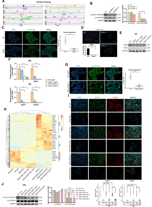 DKK1/DKK4 guard the Wnt/β-catenin cascade through the ALKBH5-GATA6 regulation. (A) Integrated genome viewer captures representative Wnt associated regulators and targets that exhibit GATA6 occupancy. (B) Protein levels of active and global β-CATENIN in differentiated cells (36 h) upon ALKBH5 depletion by the western blot analysis. Wild-type H9 cells (WT) serve as controls. GAPDH serves as a loading control. The images are representative of three independent replicates. The histogram on the right panel shows the quantitative analysis on western blots of active and global β-CATENIN, based on the relative gray value normalized to GAPDH. Data are mean ± SD, two-sided, unpaired t test; n = 3 independent experiments. ***P < 0.001. (C) Immunofluorescence analysis shows decreased nuclear accumulation of β-catenin in A5KO derivates (36 h) under DE induction. WT cells serve as controls. The images are representative of three independent replicates. Scale bar, 20 μm. The quantitative analysis on the right panel is based on the nuclear/cytoplasmic ratio in fluorescence intensity of β-CATENIN. n = 20 nuclei/cytoplasm, from three biologically triplicated experiments. Two-sided Wilcoxon test adjusted for multiple comparisons. ****P < 0.0001. (D) Detection on DKK4 protein level in WT and DKK4−/− hESCs by immunofluorescence analysis. The images are representative of three independent replicates. Scale bar, 20 μm. The histogram about the quantitative analysis is built on the mean intensity of DKK4 in each group from biological triplicated experiments. Data are mean ± SD, two-sided, unpaired t test. ****P < 0.0001. (E) Western blot analysis for DKK1 and DKK4 of the manipulated cells upon DKK4 and DKK4/DKK1 depletion. The images are representative of three independent replicates. (F) qRT-PCR analysis on the mRNA levels of PS and DE-specific genes in hESC-derivates upon DKK4 KO and DKK1/4 double-KO (dKO) during DE induction. WT cells with the nontarget-sgRNA (WT + sgNT) serve as controls. Data are mean ± SD, two-sided, unpaired t test; n = 4 independent experiments. ****P < 0.0001. (G) Immunofluorescence analysis for nuclear accumulation of β-catenin in DKK1/4-dKO derivates (36 h) under DE induction. WT cells with nontarget-sgRNA (WT + sgNT) serve as controls. The images are representative of three independent replicates. Scale bar, 20 μm. The quantitative analysis on the right panel is based on the nuclear/cytoplasmic ratio in fluorescence intensity of β-CATENIN. n = 20 nuclei/cytoplasm, from three biologically triplicated experiments. Two-sided Wilcoxon test adjusted for multiple comparisons. ****P < 0.0001. (H) Heatmap visualization for transcriptomic dynamics by hierarchical clustering among WT controls and ALKBH5−/− cells with different doses of DKK1/DKK4 restoration. (I) Immunofluorescence analysis on the protein levels of DE-specific markers for WT controls and A5KO cells with different doses of DKK1/DKK4 restoration. The images are representative of three independent replicates. Scale bar, 20 μm. The violin plots at the bottom panel show the quantitative analysis on fluorescence intensity of the indicated proteins within random nuclei. n = 20 nuclei, from three biologically triplicated experiments. Two-sided Wilcoxon test adjusted for multiple comparisons. ****P < 0.0001. (J) Detection on the protein levels of active and global β-CATENIN levels by the western blot analysis for WT controls and A5KO cells with DKK1/DKK4 restoration at different levels. GAPDH serves as a loading control. The images are representative of three independent replicates. The histogram on the right panel shows the quantitative analysis on western blots of active and global β-CATENIN, based on the relative gray value normalized to GAPDH. Data are mean ± SD, two-sided, unpaired t test; n = 3 independent experiments. ****P < 0.0001.