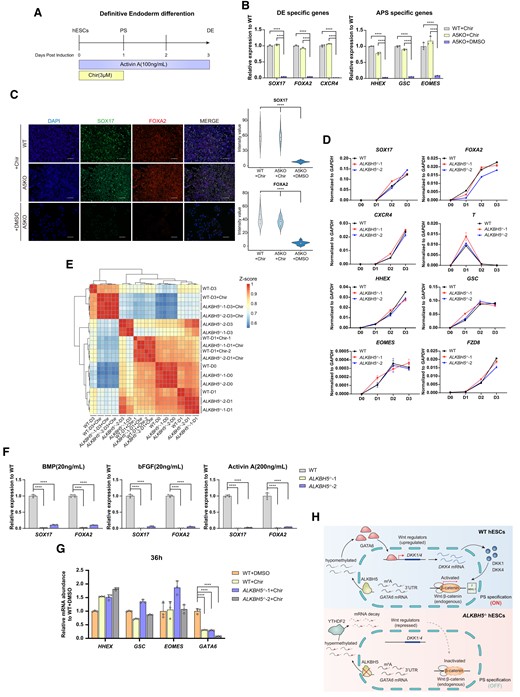 Chir99021 rescues the aberrant DE formation mediated by ALKBH5. (A) Overview of the Chir treatment at the first day of DE differentiation system for hESCs. hESCs maintained in mTesR1 medium under monolayer conditions (D0) were fed by RPMI1640/B27 medium supplemented with Activin A (100 ng/ml) and Chir (3 μM) to initiate DE differentiation. After 1 day, Chir was withdrawn from the induction system, and the differentiating cells were cultured in RPMI1640/B27 medium supplemented with Activin A (100 ng/ml) for the rest 2 days. At the endpoint of this differentiation (D3), the samples were collected for further identification. PS specification occurs at day 1 in this approach(23). See ‘Material and methods’ sections for more details. (B) qRT-PCR analysis on the mRNA levels of DE- (left panel) and APS-specific (right panel) markers in WT and A5KO differentiated cells at day 3 of DE induction upon Chir99021 treatment. The group ‘A5KO + DMSO’ serves as a control. Data are mean ± SD, two-sided, unpaired t test; n = 3 independent experiments. ****P < 0.0001. (C) Protein levels of DE-specific markers SOX17 and FOXA2 in WT and A5KO derivates (D3) under Chir99021 treatment. The images are representative of three independent replicates. Scale bar, 100 μm. The group ‘A5KO + DMSO’ serves as a control. The violin plots on the right panel show the quantitative analysis on fluorescence intensity of SOX17 and FOXA2 within random nuclei. n = 20 nuclei, from three biologically triplicated experiments. Two-sided Wilcoxon test adjusted for multiple comparisons. ****P < 0.0001. (D) Time-course detection for the mRNA abundance of PS/APS/DE-specific genes in WT and A5KO cells upon Chir99021 treatment during DE formation. The data represent the mean ± SD from three independent replicates. SOX17, FOXA2 and CXCR4, DE-specific markers; T, PS-specific markers; HHEX, GSC, EOMES and FZD8, APS-specific markers. (E) Heatmap visualization for transcriptomic dynamics by hierarchy clustering for WT and A5KO cells with or without Chir99021 treatment during DE differentiation. (F) mRNA levels of DE-lineage genes in WT and A5KO cells under the indicated treatment of BMP4 (20 ng/ml), bFGF (20 ng/ml) and Activin A (200 ng/ml). Data are mean ± SD, two-sided, unpaired t test; n = 4 independent experiments. ****P < 0.0001. (G) qPCR analysis on the mRNA level of GATA6 and APS-specific markers in WT and A5KO differentiated cells with or without Chir99021 treatment at 36 h of DE induction. Data are mean ± SD, two-sided, unpaired t test; n = 3 independent experiments. ****P < 0.0001. (H) Schematic representation of a model for the ALKBH5–GATA6–DKK1/4–Wnt/β-catenin regulation pathway in driving PS specification during DE differentiation from hESCs (upper panel). The bottom panel shows the aberrant DE differentiation upon ALKBH5 deficiency. Briefly, during DE differentiation, loss of ALKBH5 induces m6A hypermethylation around the 3′UTR of GATA6 transcripts and accelerates their decay predominantly through YTHDF2-mediated destabilization. The dysregulation of GATA6 mRNA metabolism represses DKK1 and DKK4, both of which at a proper level are required for the Wnt/β-catenin cascade, thus finally thwarting PS specification from hESCs and in turn impeding the PS-APS-DE transition.