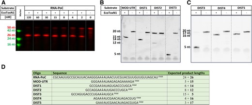 Sequence specific digestion of ssRNA with EcoToxN1. (A) Digestion of single stranded 50 nucleotide RNA-PoC with EcoToxN1. The oligo has a 3′ FAM label for visualization. The recognition site GAAAU is in the center of the oligo and results in a FAM labeled product of 26 nucleotides. EcoToxN1 cuts the 500 nM mRNA oligo in a dose dependent way with a ratio of 10:1 (RNA to EcoToxN1) sufficient for nearly complete digestion within 1 h at 15 °C. The marker deoxyribonucleotide oligos are TAMRA labeled and have the size of 42, 24 and 16 deoxyribonucleotides. Reaction condition: 500 nM of a synthetic RNA oligo of 50 bases was incubated with increasing amounts of EcoToxN1 (2–120 nM) at 15°C for 1 h in a buffer containing 25 mM Tris-HCl pH 7.5, 25 mM NaCl. (B, C) Positioning of the recognition site on a 20mer oligo. The recognition site for EcoToxN1 can be placed anywhere to cut the oligo. (D) Sequence of the oligos. The arrow indicates the cleavage site. The number in bold is the length of the FAM-labeled fragment that is detected on the gel. Dist2 oligo can form a hairpin loop that reduces the cleavage activity of EcoToxN1.