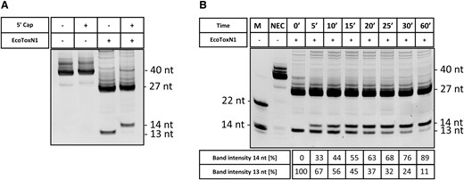 Capping analysis with EcoToxN1 of post-transcriptional (VCE vaccinia capping enzyme) capped mRNA. (A) An IVT of pGEM3Zf-ETN1 + 13 GGT was either capped in a VCE reaction or left uncapped, digested using the EcoToxN1 endoribonuclease. EcoToxN1 can cleave with high precision at its cleavage site and the capping efficiency can be determined. (B) Timed VCE capping experiments. With EcoToxN1 the capping efficiency can be easily monitored over time. For this gel, the measured ratios extracted from the band intensities are listed in the table below the figure. M = marker, NEC = no enzyme control. Marker oligoes are deoxyribonucleotides.