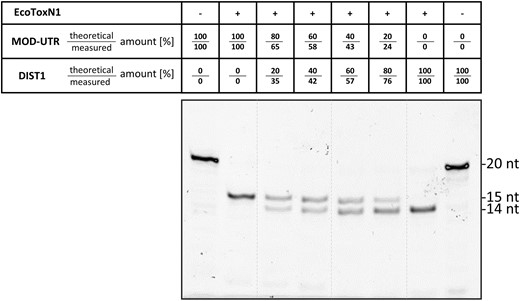 RNA Fingerprinting. Digestion of two 20 nucleotide RNA substrates simultaneously (MOD-UTR: GGGAA↓AUAAGAGAGAAAAGA−FAM and Dist1: GCCGAA↓AUAGUGACCCUGCA−FAM). The FAM labeled products differ by just one nucleotide resulting in product band of 15 and 14 nucleotides respectively. By exploiting the different location of the EcoToxN1 cleavage site the two substrates can be differentiated from each other and unambiguously identified. The qualitative ratio of the substrates in a mixture can be estimated from the band intensities in the gel. For this gel the theoretical mixing ratios as well as the measured ratios extracted from the band intensities are listed in the table above the figure. Only the product with the FAM label is visible. Reaction conditions: A total of 500 nM of synthetic RNA oligos of 20 bases were incubated with 12 nM EcoToxN1 for 10 min at 37°C in a buffer containing 25 mM Tris-HCl pH 7.5, 25 mM NaCl.