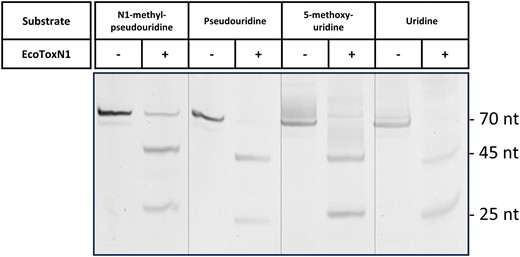Modified uracil variants and their effect on the digestion with EcoToxN1. Cutting an IVT generated construct with EcoToxN1 that contains modified uracil. The 70 base nucleotide mRNA has the EcoToxN1 cleavage site after the 25 bases from the 5′-end resulting in two fragments of 25 and 45 bases respectively. The gel was stained with SYBRGold. Lane 1–2: IVT with N1-methyl-pseudouridine without and with EcoToxN1, lanes 3–4: IVT with pseudouridine, lanes 5–6: IVT with 5-methoxy-uridine, lanes 7–8: IVT with uridine. All the artificial uridine derivates are recognized and the sequence is cut by EcoToxN1 at pH 8.0. N1-methyl-pseudouridine shows a cleavage of more than 85% while pseudo-uridine, 5-methoxy-uridine and wt uridine are completely digested. The samples were digested with 190 nM EcoToxN1, 25 mM Tris-HCl, 25 mM NaCl, 3 mM EDTA, pH 8.0, 30 min at 37°C. The need for higher enzyme concentration and longer incubation time suggests a reduced processivity of EcoToxN1 when encountering these uracil variants.