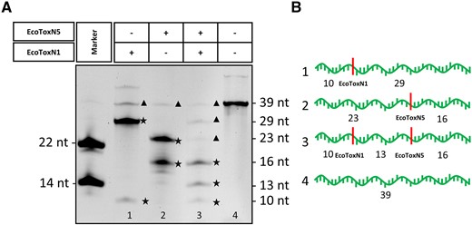 Double digestion of a synthetic RNA oligo with EcoToxN1 and EcoToxN5. (A) M: marker, 1: EcoToxN1 digestion, 2: EcoToxN5 digestion, 3: double digestion with EcoToxN1 and EcoToxN5, 4: No enzyme control. Both RNA restriction enzymes cut at their recognition site and produce the predicted product band pattern. Additional bands of 39 in lane 1 and 2 and 39, 29, 23 in lane 3 arise from undigested substrate and incomplete digestion. A contamination of the synthetic substrate as seen in the additional band of ∼60 nucleotides in lane 4 is responsible for the weaker unspecific bands. Asterisks★ indicate the products, triangle ▴undigested substrate and intermediate products. (B) Representation of the expected band pattern with the indicated cleavage sites Poly(A) oligo: AAAAAAAGAAAUAAAAAAAAAAAAACAAAAAAAAAAAAA. The cleavage sites for EcoToxN1 and EcoToxN5 are underlined. The double digestion with two RNA restriction enzymes was done at 37°C: 500 nM of a synthetic RNA oligo of 39 bases was incubated with 20 nM EcoToxN1 and 16 nM EcoToxN5 for 10 min in a buffer containing 25 mM Tris-HCl pH 7.5, 25 mM NaCl.