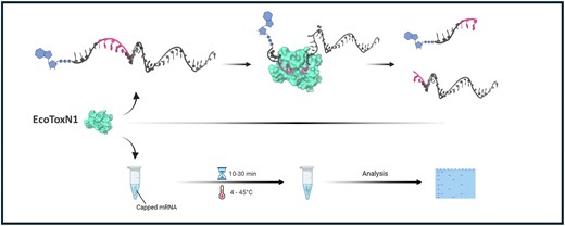 Graphical Abstract