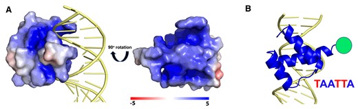 The DNA Interaction Interface of the Engrailed Homeodomain. (A) The structure of enHD in complex with DNA (PDB: 1HDD) representing the electrostatic surface of enHD with the DNA in cartoon. The complex shows that the interaction interface is wide open and lacks clamping. The rotated structure of enHD (right) shows the face that interacts with DNA, highlighting the strongly positive electrostatic potential of the two depressions that flank α-helix 3 and which interact directly with the DNA phosphate backbone. (B) Cartoon representation showing the insertion of α-helix 3 in the DNA major groove parallel to the phosphate backbone and the minor groove interactions of the N-terminus. The figure also shows the position of the Alexa 488 fluorophore used for tracking on the DNA and the cognate motif of enHD.
