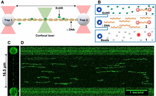 Single-molecule imaging of DNA scanning by EnHD. (A) Illustration of the experimental setup for imaging 1D diffusion on DNA using a dual trap correlative fluorescence confocal microscope. The two optical traps mechanically control a single copy of biotinylated 48.5 kb λ-DNA tethered to streptavidin-coated beads. The confocal microscope is scanned along the DNA length to image binding and diffusion of enHD molecules labelled with Alexa 488 at the C-terminus. (B) Microfluidics laminar-flow cell of the instrument showing the workflow for DNA trapping and single-molecule imaging: (1) streptavidin coated beads are flowed on the bottom channel and the two traps are positioned to trap one bead each; (2) the trapped beads are moved to the middle channel containing the biotinylated λ-DNA at a close distance from one another until the tethered to both beads of one DNA molecule is detected in the force extension profile; (3) the traps with one tethered DNA copy are moved to channel 3 containing the A488-labelled enHD to perform the scanning studies. (C) Image of one molecule of λ-DNA tethered to 3.1 μm beads and mechanically stretched to its maximal relaxed extension of 16.5 μm showing several Alexa-488-enHD molecules bound. (D) Kymograph with 20 ms line scans along the λ-DNA (y-axis) taken as a function of time (x-axis).
