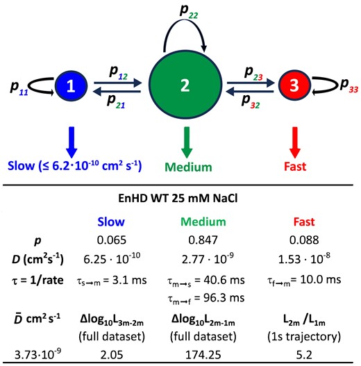 Hidden Markov modelling of 1D diffusion of EnHD. The fundamental structure of the 3-mode HMM model used to analyse the 1D diffusive trajectories of enHD variants is shown at the top. The diameter of the circles represents the approximate probabilities for the three modes. The slow mode has a fixed D = 6.25 × 10−10 cm2 s−1 corresponding to an experimental position accuracy of ±50 nm. The HMM parameters obtained by maximizing the likelihood of the wild type enHD at 25 mM salt are also shown as reference.