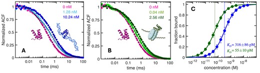 Binding of EnHD to Naked and Nucleosomal DNA by FCS. (A) Normalized FSC autocorrelation decays of enHD alone (pink) and in the presence of naked 146 bp DNA at two exemplary concentrations (shades of blue). (B) As A but for enHD in the presence of exemplary concentrations of nucleosome-wrapped 146 bp DNA (shades of green). The thin black curves show the results from the global fits to the data at all DNA concentrations (shown in Supplementary Figures S7 and S8). (C) Binding isotherms of enHD to nucleosome-wrapped (green) and naked (blue) 146 bp DNA calculated from the global fits. The error bars on the data and the uncertainty of the KD values are given at a 95% confidence.