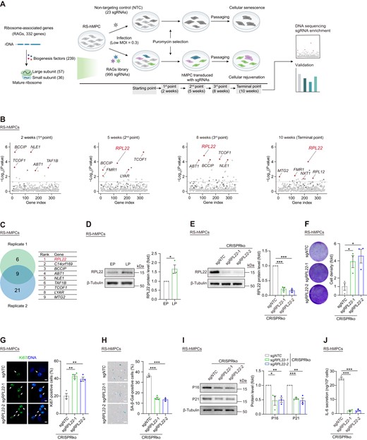 CRISPR/Cas9-based screening for ribosome-associated genes in promoting hMPC senescence. (A) Schematic of CRISPR/Cas9-based screening of RAGs library to identify senescence-promoting genes in RS hMPCs. (B) Enrichment levels were estimated for each gene at 2, 5, 8 and 10 weeks after infection of RAGs lentiviral library in RS hMPCs. The red dots indicated the top 5 enriched genes. The dark gray dots indicate non-targeting control (NTC) sgRNAs. (C) Venn diagram showing enriched genes (left) from two replicative screenings (replicate 1 at 10 weeks; replicate 2 at 12 weeks). The overlapped 9 genes were showed in the table (right). (D) Western blot analysis of RPL22 protein level in RS hMPCs at early passage (EP, P3) and late passage (LP, P13). β-Tubulin was used as loading control. Data are presented as the means ± SEMs. n = 3 biological replicates. Two-tailed unpaired Student's ttest was performed. (E) Western blot analysis of RPL22 protein level in RS hMPCs after CRISPR-mediated knock-out of RPL22 using lentivirus with two sgRNAs. β-Tubulin was used as loading control. Data are presented as the means ± SEMs. n = 3 biological replicates. Two-tailed unpaired Student's ttest was performed. (F) Clonal expansion analysis of RS hMPCs after CRISPR-mediated knock-out of RPL22 using lentivirus with two sgRNAs. Data are presented as the means ± SEMs. n = 3 biological replicates. Two-tailed unpaired Student's ttest was performed. (G) Immunostaining analysis of Ki67 in RS hMPCs after CRISPR-mediated knock-out of RPL22 using lentivirus with two sgRNAs. Scale bar, 10 μm. Data are presented as the means ± SEMs. n = 3 biological replicates. The white arrows indicate Ki67-positive cells. Two-tailed unpaired Student's ttest was performed. (H) SA-β-Gal staining of RS hMPCs after CRISPR-mediated knock-out of RPL22 using lentivirus with two sgRNAs. Scale bar, 100 μm. Data are presented as the means ± SEMs. n = 3 biological replicates. Two-tailed unpaired Student's ttest was performed. (I) Western blot analysis of P16 and P21 protein levels in RS hMPCs after CRISPR-mediated knock-out of RPL22 using lentivirus with two sgRNAs. β-Tubulin was used as loading control. Data are presented as the means ± SEMs. n = 3 biological replicates. Two-tailed unpaired Student's ttest was performed. (J) ELISA analysis of IL-6 secretion in RS hMPCs after CRISPR-mediated knock-out of RPL22 using lentivirus with two sgRNAs. Data are presented as the means ± SEMs. n = 3 biological replicates. Two-tailed unpaired Student's t test was performed.