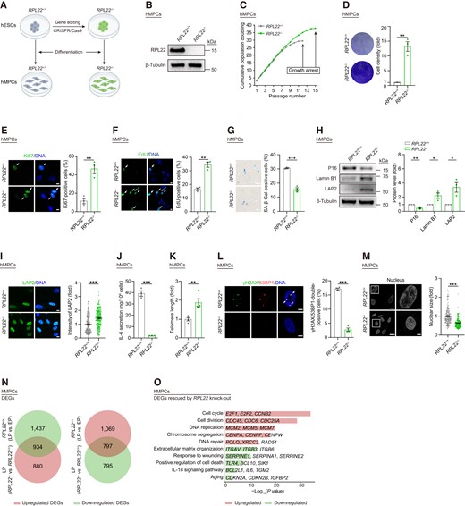 RPL22 deficiency alleviates hMPC senescence. (A) Schematic of generation of RPL22+/+ and RPL22-/- hMPCs derived from hESCs. (B) Western blot analysis of RPL22 protein level in RPL22+/+ and RPL22-/- hMPCs. β-Tubulin was used as loading control. (C) Growth curve analysis of RPL22+/+ and RPL22-/- hMPCs. (D) Clonal expansion analysis of RPL22+/+ and RPL22-/- hMPCs. Data are presented as the means ± SEMs. n = 3 biological replicates. Two-tailed unpaired Student's ttest was performed. (E) Immunostaining analysis of Ki67 in RPL22+/+ and RPL22-/- hMPCs. Scale bar, 10 μm. Data are presented as the means ± SEMs. n = 3 biological replicates. The white arrows indicate Ki67-positive cells. Two-tailed unpaired Student's ttest was performed. (F) EdU staining of RPL22+/+ and RPL22-/- hMPCs. Scale bar, 10 μm. Data are presented as the means ± SEMs. n = 3 biological replicates. The white arrows indicate EdU-positive cells. Two-tailed unpaired Student's ttest was performed. (G) SA-β-Gal staining of RPL22+/+ and RPL22-/- hMPCs. Scale bar, 100 μm. Data are presented as the means ± SEMs. n = 3 biological replicates. Two-tailed unpaired Student's t test was performed. (H) Western blot analysis of P16, Lamin B1 and LAP2 protein levels in RPL22+/+ and RPL22-/- hMPCs. β-Tubulin was used as loading control. Data are presented as the means ± SEMs. n = 3 biological replicates. Two-tailed unpaired Student's ttest was performed. (I) Immunostaining analysis of LAP2 in RPL22+/+ and RPL22-/- hMPCs. Scale bar, 10 μm. Data are presented as the means ± SEMs. n = 200 cells. Two-tailed unpaired Student's ttest was performed. (J) ELISA analysis of IL-6 secretion in RPL22+/+ and RPL22-/- hMPCs. Data are presented as the means ± SEMs. n = 3 biological replicates. Two-tailed unpaired Student's ttest was performed. (K) Real-time quantitative PCR (qPCR) analysis of telomere length in RPL22+/+ and RPL22-/- hMPCs. The expression level was normalized to 36B4. Data are presented as the means ± SEMs. n = 4 technical replicates. Two-tailed unpaired Student's t test was performed. Data are representative of three independent experiments. (L) Immunostaining analysis of γH2AX and 53BP1 in RPL22+/+ and RPL22-/- hMPCs. Scale bar, 5 μm. Data are presented as the means ± SEMs. n = 3 biological replicates. The white arrows indicate γH2AX and 53BP1-double-positive foci. Two-tailed unpaired Student's ttest was performed. (M) Nuclear size of RPL22+/+ and RPL22-/- hMPCs. Scale bar, 20 μm (left) and 5 μm (right). Data are presented as the means ± SEMs. n = 200 cells. Two-tailed unpaired Student's t test was performed. (N) Venn diagrams showing overlapped DEGs in both RS hMPCs (RPL22+/+ hMPCs, LP versus EP) and RPL22-/- hMPCs (LP versus RPL22+/+ hMPCs). (O) Bar plot showing GO terms and pathways associated with DEGs rescued by RPL22 knock-out. Downregulated DEGs in RS hMPCs that were reversed by RPL22 knock-out were colored in red. Upregulated DEGs in RS hMPCs that were reversed by RPL22 knock-out were colored in green.