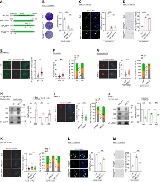 RPL22 induces rRNA transcription during hMPC senescence. (A) Schematic of RPL22WT, RPL22ΔN9/C8 with nine amino acid residues deleted at the N-terminal and eight amino acid residues deleted at the C-terminal of RPL22, RPL22m88A with four mutations (lysine at 88, 89, 92 and 93 to alanine), and RPL22m13-16 with four mutations (lysine at 13, 14, 15 and 16 to alanine). (B) Clonal expansion analysis of RPL22-/- hMPCs transduced with lentiviruses expressing Luc, RPL22 or RPL22ΔN9/C8. Data are presented as the means ± SEMs. n = 3 biological replicates. Two-tailed unpaired Student's ttest was performed. (C) Immunostaining analysis of Ki67 in RPL22-/- hMPCs transduced with lentiviruses expressing Luc, RPL22WT or RPL22ΔN9/C8. Scale bar, 10 μm. Data are presented as the means ± SEMs. n = 3 biological replicates. The white arrows indicate Ki67-positive cells. Two-tailed unpaired Student's ttest was performed. (D) SA-β-Gal staining of RPL22-/- hMPCs transduced with lentiviruses expressing Luc, RPL22WT or RPL22ΔN9/C8. Scale bar, 100 μm. Data are presented as the means ± SEMs. n = 3 biological replicates. Two-tailed unpaired Student's ttest was performed. (E) 3D reconstruction of a Z-stack of RPL22 (green) and nucleolin (red) immunofluorescence images in RS hMPCs at early passage (EP, P3) and late passage (LP, P13). Scale bar, 5 μm. The intensity of RPL22 in nucleolus was quantified and presented as the means ± SEMs. n = 200 cells. Two-tailed unpaired Student's t test was performed. (F) The nucleolar size (left), and the percentage of cells with indicated nucleoli numbers (right) in RS hMPCs at early passage (EP, P3) and late passage (LP, P13). Data are presented as the means ± SEMs. n = 200 cells (left), or three biological replicates (right). Two-tailed unpaired Student's t test was performed. (G) 3D reconstruction of a Z-stack of nucleolin immunofluorescence images in young hMPCs transduced with lentiviruses expressing Luc or RPL22. The nucleolar size (middle) and the percentage of cells with indicated nucleoli numbers (right) were quantified. Scale bar, 5 μm. Data are presented as the means ± SEMs. n = 200 cells (left), or three biological replicates (right). Two-tailed unpaired Student's t test was performed. (H) Northern blot analysis of rRNAs (28S, 18S and 5.8S) levels in young hMPCs transduced with lentiviruses expressing Luc or RPL22. U1 snRNA was used as loading control. Data are presented as the means ± SEMs. n = 3 biological replicates. Two-tailed unpaired Student's t test was performed. (I) 3D reconstruction of a Z-stack of nucleolin immunofluorescence images in RPL22+/+ and RPL22-/- hMPCs at late passage (P10) (left). The nucleolar size (middle) and the percentage of cells with indicated nucleoli numbers (right) were quantified. Scale bar, 5 μm. Data are presented as the means ± SEMs. n = 200 cells (left), or three biological replicates (right). Two-tailed unpaired Student's t test was performed. (J) Northern blot analysis of rRNAs (28S, 18S and 5.8S) levels in RPL22+/+ and RPL22-/- hMPCs at late passage (P10). U1 snRNA was used as loading control. Data are presented as the means ± SEMs. n = 3 biological replicates. Two-tailed unpaired Student's t test was performed. (K) 3D reconstruction of a Z-stack of nucleolin immunofluorescence images in RPL22-/- hMPCs transduced with lentiviruses expressing Luc, RPL22WT or RPL22m88A (left). The nucleolar size (middle) and the percentage of cells with different nucleolar number (right) were quantified. Scale bar, 5 μm. Data are presented as the means ± SEM. n = 200 cells (left), or three biological replicates (right). Two-tailed unpaired Student's ttest was performed. (L) Immunostaining analysis of Ki67 in RPL22-/- hMPCs transduced with lentiviruses expressing Luc, RPL22WT or RPL22m88A. Scale bar, 10 μm. Data are presented as the means ± SEMs. n = 3 biological replicates. The white arrows indicate Ki67-positive cells. Two-tailed unpaired Student's ttest was performed. (M) SA-β-Gal staining of RPL22-/- hMPCs transduced with lentiviruses expressing Luc, RPL22WT or RPL22m88A. Scale bar, 100 μm. Data are presented as the means ± SEMs. n = 3 biological replicates. Two-tailed unpaired Student's t test was performed.