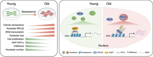 Graphical Abstract