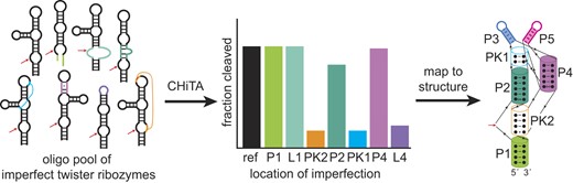 哺乳類初の「ツイスター・リボザイム」を発見、数千種類のRNA酵素をテスト(Testing thousands of RNA enzymes helps find first ‘twister ribozyme’ in mammals) 哺乳類初の「ツイスター・リボザイム」を発見、数千種類のRNA酵素をテスト(Testing thousands of RNA enzymes helps find first ‘twister ribozyme’ in mammals)