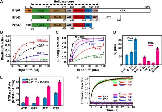 HrpA’s NTP usage promiscuity and efficient 3′-5′ RNA/RNA and RNA/DNA duplex unwinding (A) HrpA structure diagram and domain comparison with HrpB and Prp43. (B–D) The binding curves of HrpA1–1300 binds to DNA and RNA. Substrates D-G-rich, D-C12, D-T12, and D-A12 are 12 nt ssDNA with G-rich, polyC, polyT and polyA sequences, respectively. R-G-rich, R-C12, R-U12 and R-A12 are 12 nt ssRNA with G-rich, polyC, polyU and polyA sequences, respectively. D-Blunt and R-Blunt are 12 bp dsDNA and dsRNA, respectively. All assays were performed in 50 mM NaCl, 20 mM Tris–HCl, pH 7.5, 1 mM MgCl2, and 1 mM DTT. Kd values of each binding curve were obtained by fitting Equation (1). (E) Nucleotide and nucleic acid specificity of NTPase activity of HrpA1–1300 in the case with and without R-SS33, respectively. R-SS33 are 33 nt ssRNA. The kcat was calculated by fitting with the Michaelis–Menten equation. (F) Stopped-flow helicase activities of HrpA1–1300 for partial duplexes. All helicase activities were assayed with 100 nM HrpA1–1300, 4 nM fluorescently labeled partial duplex, and 1 mM ATP in the unwinding buffer. Structural diagrams of all five partial duplexes are indicated inside the graph.