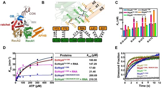 Structural and Functional Analysis of N-terminal domain APHB (A) Overall Structures of HrpA1-758 apo. All domains are colored and labeled according to Figure 1A. (B) Interactions between APHB and RecA1 domains in the structure of Apo-HrpA1-758 complex structure. Detailed contacts and their schematic representations are shown in the down panel. The dashed line indicates all hydrogen bonds. (C) Dissociation equilibrium constants of HrpA1–1300 and its variants to ssRNA. (D) ATPase assays show that APHB reduces the ATPase activity both in the presence and absence of RNA. (E) Kinetic unwinding curves of HrpA1–1300 and its variants were determined by stopped-flow assay with 4 nM partial dsRNA (with 3′-tail), 100 nM proteins and 1 mM ATP.