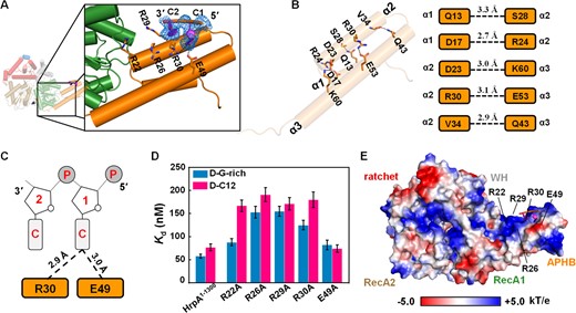 The APHB domain shows functions in binding, ATPase, and helicase activities. (A) Structure of HrpA1–630• ADP•C2 complex. Detail interactions between APHB and DNA are shown in zoomed-in panels. The cartoon shows DNA with strong electron density (blue lines). (B) Interactions between helices of APHB domain in the structure of HrpA1–630• ADP•C2 complex. Hydrogen bonds are represented by the blue dashed line. (C) Schematic diagram of APHB’s contacts with two cytosine nucleotides. (D) Dissociation equilibrium constants of HrpA1–1300 and its variants to D-C12 and D-G-rich. (E) The electrostatic surface potential of HrpA1–630• ADP•C2 complex. Blue and red indicate positive and negative charges, respectively.