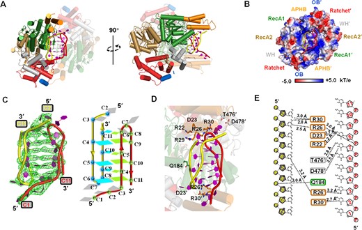 Structure analysis of HrpA1–630•ADP•i-motif complex. (A) Structural overview of HrpA1–630•ADP•i-motif complex. One of the two HrpA1–630 molecules is presented as a semi-transparent model. All domains are colored as in Figure 1A. The phosphate backbones of the two polyC chains forming i-motif are colored in yellow and red, respectively. (B) The electrostatic surface potential of HrpA1–630•ADP•i-motif complex. Blue and red indicate positive and negative charges, respectively. (C) Detailed structural information of this intermolecular i-motif. Cartoon structure (left panel) in strong electron density (green lines) and schematic (right panel) showing that two poly(C) DNA formed an i-motif with 3′-E topology. In the schematic structure, nucleotides involved in forming C:C+ base pairs in the two molecules are colored cyan and green, respectively, and the rest are in gray. (D) Detailed view of i-motif-HrpA interactions. (E) Interactions between HrpA and i-motif are shown schematically. Black dotted lines indicate H-bonds between i-motif and HrpA.
