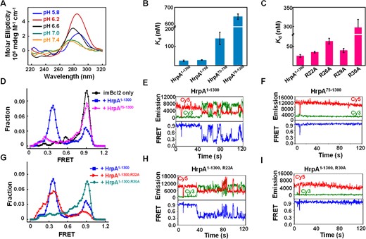 Functional analysis of APHB in i-motif remodeling. (A) CD spectra of imBcl2 (3 μM) in a 50 mM sodium phosphate solution with 50 mM KCl at the required pH. (B, C) Dissociation equilibrium of HrpA1–1300, three truncations, and four point-mutations to Bcl2 i-motif (imBcl2). All assays were performed in 50 mM KCl and 50 mM PBS, pH 6.2. (D) FRET histograms were constructed from about 300 individual records of imBcl2 alone (imBcl2 only), imBcl2 with HrpA1–1300 and HrpA75–1300, respectively. Gaussian fittings yield two populations peaked at FRET = 0.39 and 0.89. (E, F) Individual FRET traces were recorded with 1 μM partial imBcl2 in the presence of HrpA1–1300 and HrpA75–1300. (G) FRET histograms were constructed from about 300 individual records of imBcl2 with HrpA1–1300, HrpA1–1300, R22A, and HrpA1–1300, R30A. Gaussian fittings yield two populations peaked at FRET = 0.39 and 0.89. (H, I) Individual FRET traces recorded with 1 μM partial