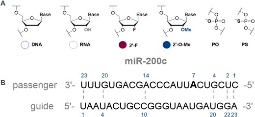 (A) Chemical modifications for miRNA mimics. (B) Reference sequence for the miR-200c mimics used in this study. Mismatches sites are indicated by numbered nucleotides and dashed lines.