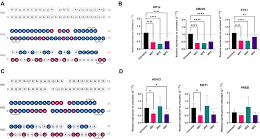 Translatability of M14 and M23 designs. (A) Designs for miR-155: MA1 – unmodified mimic, MA2 – design based on M14, MA3 – design based on M23. (B) KD of miR-155 target genes ETS1, HIF1a and SMAD5 at 30 nM concentration of mimics (n = 3). (C) Designs for miR-34a: MB1 – unmodified mimic, MB2 – design based on M14, MB3 – design based on M23 (D) KD of miR-34a target genes HDAC1, PREB and SIRT1 at 10 nM concentration of mimics (n = 3). Statistical significance between the mimics and the untreated control are shown. * P< 0.05; ** P< 0.01; *** P< 0.001; **** P< 0.0001.