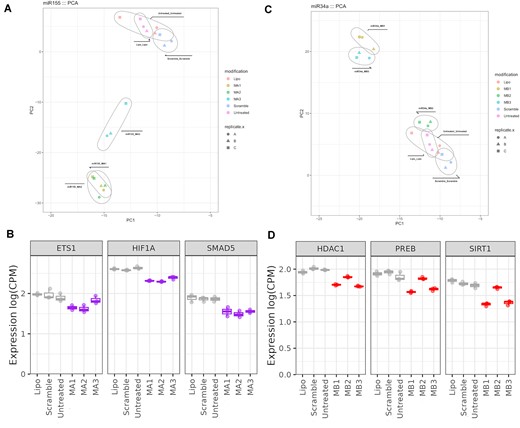 Profiling of miR-155 and miR-34a mimics by NGS (A) PCA analysis for MA1, MA2 and MA3. (B) Expression of selected miR-155 target genes in the NGS analysis in counts per million (CPM). Controls are shown in grey and mimics in purple. (C) PCA analysis for MB1, MB2 and MB3. (D) Expression of selected miR-34a target genes in the NGS analysis in counts per million (CPM). Controls are shown in grey and mimics in red. A, B, C present in figures (A) and (C) indicates different biological replicates performed.