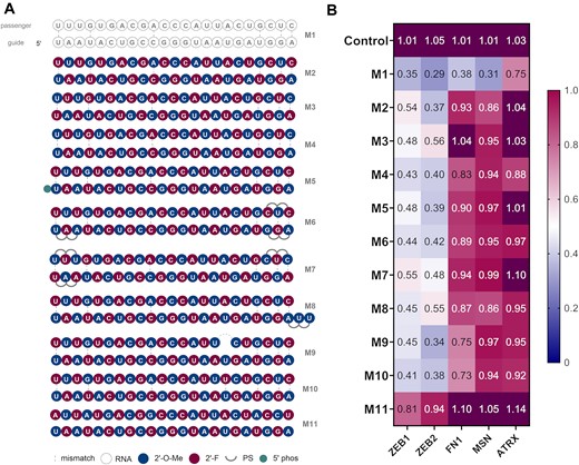 (A) Structures of first generation miR-200c mimics. (B) Knockdown (KD) data of first generation miR-200c mimics. A549 cells were transfected with 10 nM final concentration of mimics for 24 h then analysed by RT-qPCR (n = 3). Target mRNA expression was normalised to HPRT1 and baseline levels (control) were set to 1. The heat map indicates the average expression of each mRNA targeted by the different mimics (red = 1; blue = 0).
