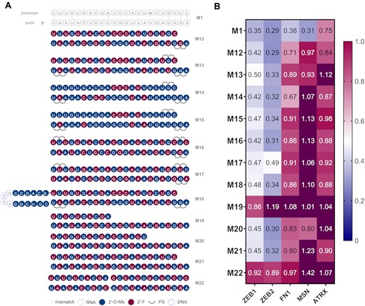 (A) Structures of the second generation of miR-200c mimics. (B) Knockdown data of second generation miR-200c mimics. A549 cells were transfected with 10 nM final concentration of mimics for 24 h then analysed by RT-qPCR (n = 3). Target mRNA expression was normalised to HPRT1 and baseline levels (control) were set to 1. The heat map indicates the average expression of each mRNA targeted by the different mimics (red = 1; blue = 0).