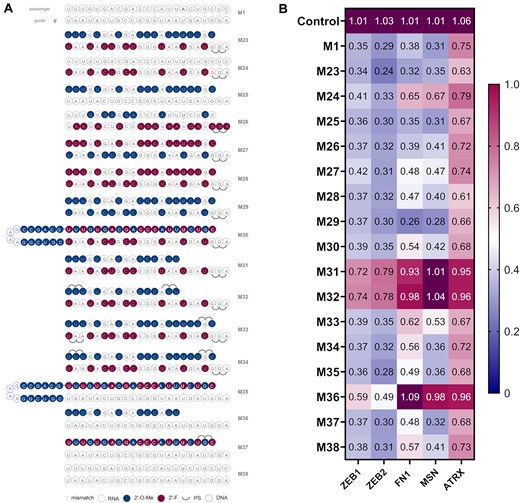 (A) Structures of third generation miR-200c mimics. (B) Knockdown data of third generation miR-200c mimics. A549 cells were transfected with 10 nM final concentration of mimics for 24 h then analysed by RT-qPCR (n = 3). Target mRNA expression was normalised to HPRT1 and baseline levels (control) were set to 1. The heat map indicates the average expression of each mRNA targeted by the different mimics (red = 1; blue = 0).