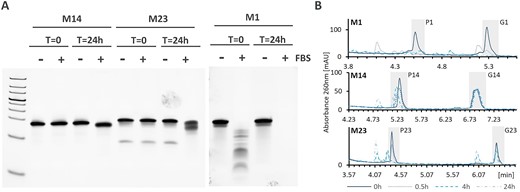 Stability of selected miRNA designs. (A) Stability of M1, M14 and M23 in FBS as assessed by non-denaturing gel electrophoresis. Line corresponds to time points 0 and 24 h incubation in FBS (+) and PBS (-). (B) stability of M1, M14 and M23 in rat serum as assessed by denaturing anion-exchange chromatography.