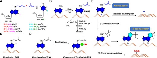 Overview of prenylated RNA residues as well as the labeling and profiling strategy described in this work. (A) Structures of prenylated nucleosides. (B) Plausible biogenetic pathways for prenylated RNAs. (C) Fluorination of i6A-incorporated RNA. (D) Labeling and enrichment methods proposed in this work. (E) Iodine-Mediated Cyclization and Reverse Transcription (IMCRT) method to profile i6A residues in cell.