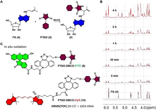 The reactions of i6A (4) with various functionalities. (A) Reaction of i6A (4) with PTAD (5) at room temperature. (B) Proton NMR was used to monitor the reaction of i6A (4, 0.03 mmol, 30 mM) with PTAD (0.15 mmol) in CD3CN/D2O (v/v, 1/1) at room temperature. The rapid reaction resulted in approximately 50% conversion yield within 5 min (peak at 5.5 ppm, triplet, is assigned to alkenyl site in prenyl group of i6A). From top to bottom: 4 h, 2 h, 1 h, 30, 5 and 0 min. (C) Chemical structures of the green fluorescent probe PTAD-DBCO-FITC (8) and the red fluorescent probe PTAD-DBCO-Cy5 (10).