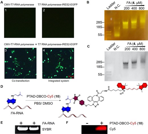 Investigation of the synthesized i6A (4)-incorporated RNAs in eukaryotic cells and its fluorescent labeling. (A) Expression level of EGFP green fluorescent protein initiated by the T7 RNA polymerase transcription system in HeLa cells. A1–A4 represent the transfection of CMV-T7 RNA polymerase, T7pro-IRES2-EGFP, CMV-T7 RNA polymerase with T7pro-IRES2-EGFP, and integrated CMV-T7 RNA polymerase-T7 pro-IRES2-EGFP respectively. Only co-transfection or integrated systems of CMV-T7 RNA polymerase and T7 pro-IRES2-EGFP displayed green fluorescent signals. (B) Detection of the green fluorescent signal in i6A-incorporated RNAs using PTAD-DBCO-FITC (8, 0.1 mM). (C) Goldview dye staining of i6A-incorporated RNAs. (D) Fluorescent labeling of i6A-incorporated RNAs using the well-designed PTAD-DBCO-Cy5 (10, 0.1 mM). (E) Fluorescent labeling assays of RNAs harboring i6A conducted through reverse transcription. ‘-’, without PTAD-DBCO-Cy5 treatment; ‘+’, with PTAD-DBCO-Cy5 treatment. (F) Red fluorescent imaging of PTAD-DBCO-Cy5 (10)-labeled i6A-RNAs in a gel. Bar scale: 50 μm.